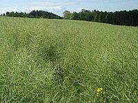 champs de colza avec des siliques vertes
