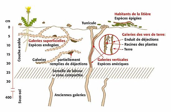 Ver de terre : définition et explications