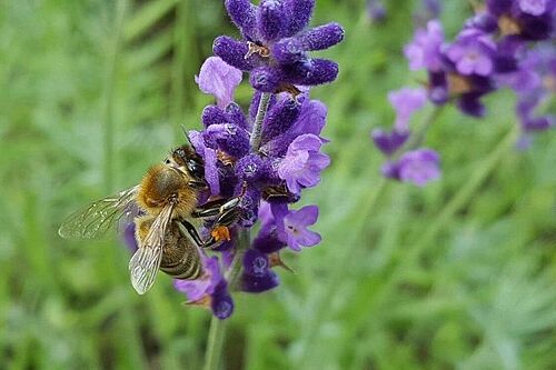 Une abeille sur une fleure violette