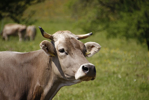 Vache brune au pâturage.