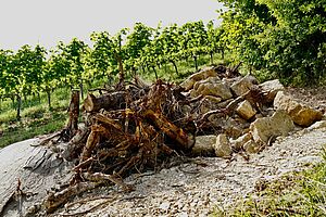 [Translate to Französisch:] En arrière-plan, des vignes en pente, au premier plan, un tas de pierres avec du bois mort et du sable à côté d'une haie. 