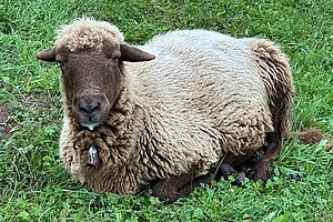 Un mouton est couché dans l'herbe et a de la salive sur la bouche.