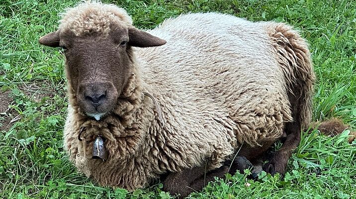 Un mouton est couché dans l'herbe et a de la salive sur la bouche.