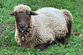 Un mouton est couché dans l'herbe et a de la salive sur la bouche.