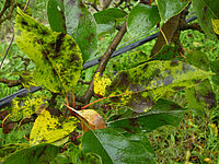 Feuilles avec des symptômes typiques d’attaque de marssonina. Taches gris-noir se rejoignant dans les zones chlorotiques des feuilles. Photo: FiBL