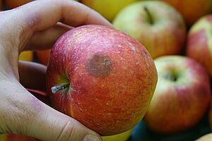 Une main tient une pomme avec une tache brune. 