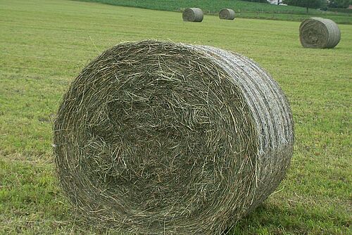 Balle ronde foin au milieu d'une prairie