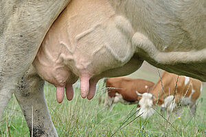 Mamelle d'une vache au pâturage