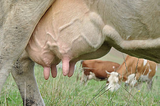 Mamelle d'une vache au pâturage.