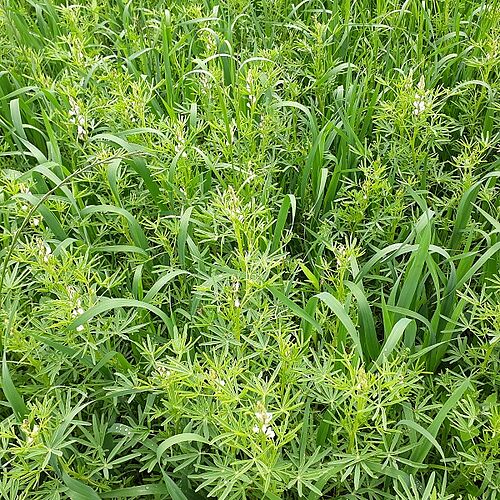 Lupin bien développé en mélange avec du triticale