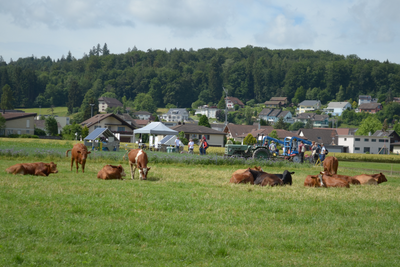 Quelques vaches sont couchées ou debout dans un pâturage. En arrière-plan, on aperçoit des stands de tentes.