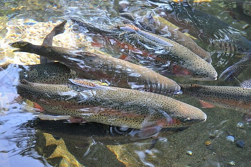 Pleins feux sur… le poisson rouge, une espèce exotique