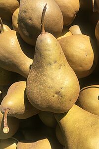 Taches de tavelure sur fruits sur la variété Beurré Bosc. Photo : FiBL, Flore Lebleu