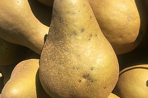 Taches de tavelure sur fruits sur la variété Beurré Bosc. Photo : FiBL, Flore Lebleu