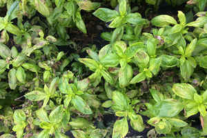 feuilles malades du basilic. 