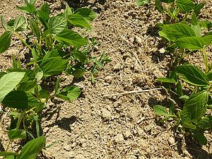 Lignes de soja; entre deux, sur le sol, on voit des restes de plantes sèches. 