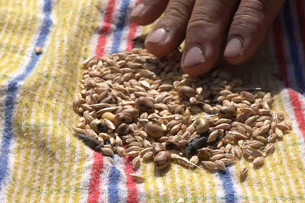 Mélange de céréales et de fèves après la récolte : les grains de tailles différentes illustrent la difficulté de récolter les cultures mixtes avec soin, puis de les trier en vue de leur utilisation dans l'alimentation humaine.