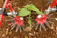 Des doigts de sarclage au travail sur une ligne de tournesol.