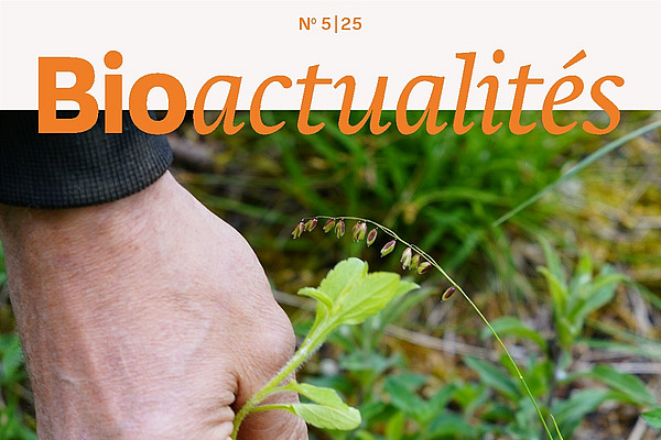 Page de couverture du Bioactualités 5|25: Plutôt insignifiantes, les jeunes néophytes invasives ne sont souvent pas si faciles à reconnaître. Photo: Jeremias Lütold. Page de couverture du Bioactualités 5|25: Gros plan sur une main tenant une jeune Vergerette annuelle.