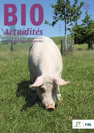 Page de couverture du Bioactualités 6|2020, un cochon sur une prairie