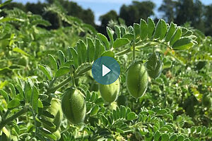 pois chiches, fruits verts à peau verte sur l'arbuste vivace