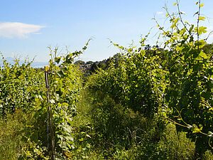 Vigne avec de l'herbe très haute entre les rangs