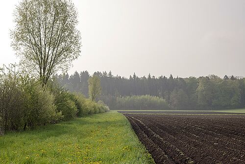 [Translate to Französisch:] Hecke mit Krautsaum im Frühjahr, daneben ein Kartoffelfeld