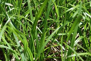 Gros plan sur les tiges vertes du souchet comestible.