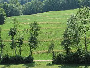 prairie fauchée avec des bandes d'herbe non fauchées