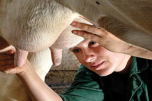 Un vétérinaire inspecte de près la mamelle d'une vache