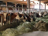 Vaches en train de manger du foin et de l’ensilage dans une stabulation libre