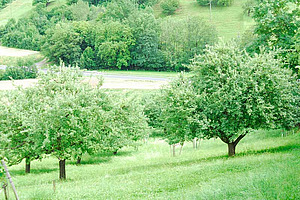 Arbres fruitiers haute-tige dans une prairie en pente.