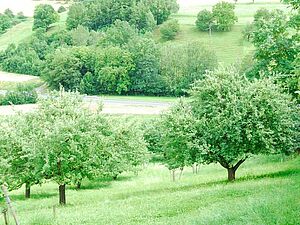 Arbres fruitiers haute-tige dans une prairie en pente