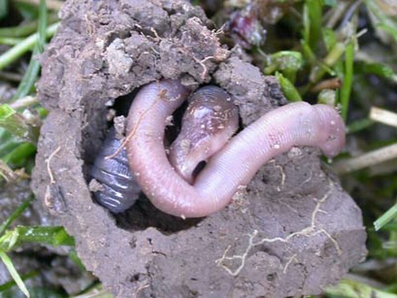 Compost pour Vers de Terre