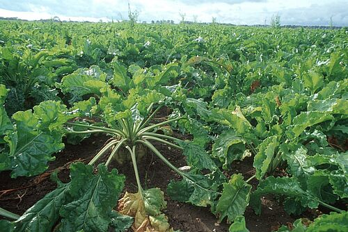 plantes de bettraves sucrières