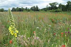 Une surface avec de nombreuses plantes à fleurs différentes. 