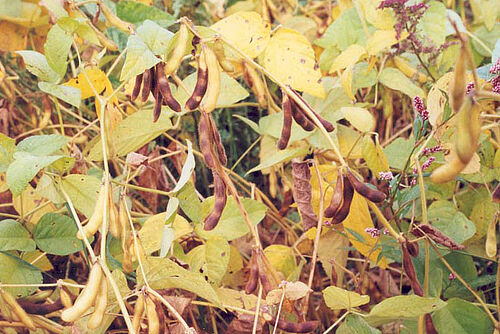 Plantes de soja avec maturité irrégulière, on voit des gousses brunes et des gousses jaunes. 