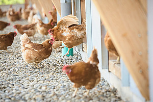 Les poules brunes quittent le poulailler et se rendent dans l'aire d'exercice.