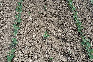 Une trace large de pneu de tracteur. On voit des plantes de soja endommagées.