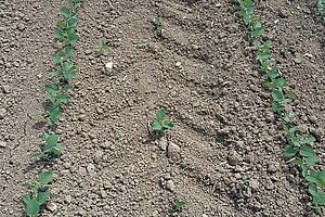 Une trace large de pneu de tracteur. On voit des plantes de soja endommagées. 