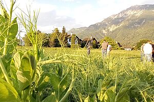 Champ de légumineuses avec des personnes