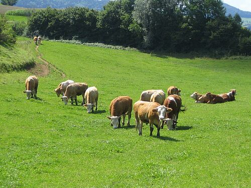 Bovins sur un pâturage en été