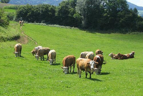 Des vaches sur une prairie