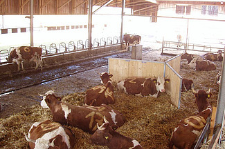 Vaches couchées dans une stabulation libre sur litière profonde avec une structure en Y.