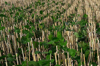 Juenes plantes parmi les chaumes de céréales.
