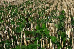 Juenes plantes parmi les chaumes de céréales.