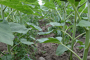 Des tournesols avec des mauvaises herbes dans les rangs.