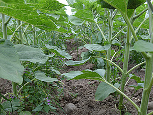 Des tournesols avec des mauvaises herbes dans les rangs.