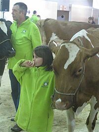 Fillette à côté d'une vache