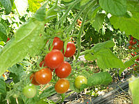 Mouches blanches sur une feuille de tomate